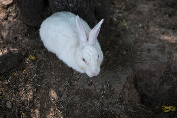 Sanchi / India 17 October 2017 White rabbit relaxing in the garden at Sanchi  Madhya Pradesh India