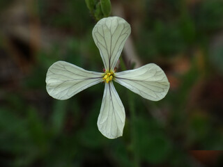 Fiore selvatico