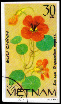Postage stamp issued in the Vietnam with the image of the Tropaeolum Majus, circa 1980