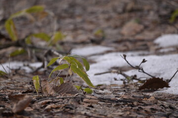 雪の下のササ