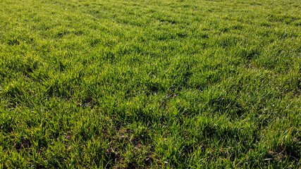 Aerial drone view of green field in early at sunset. Young wheat crops growing on a agricultural field. Agriculture. 
