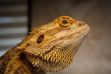 A bearded dragon pet in looking with a blurred background