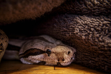 Red tail BOA constrictor under a blanket corner view close