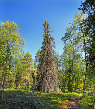 Urho Kekkonen National Park Is A National Park In Lapland, Finland. 