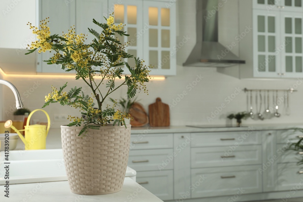 Canvas Prints Beautiful potted mimosa plant on countertop in kitchen, space for text