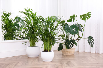Different beautiful indoor plants on floor in room. House decoration