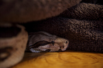 Red tail BOA constrictor under a blanket 2