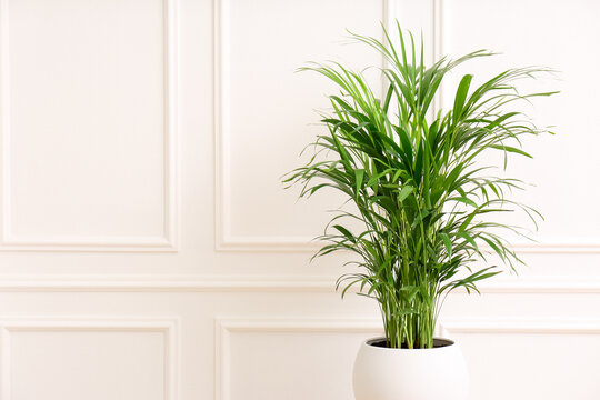 Beautiful palm plant near white wall indoors, space for text. House decoration