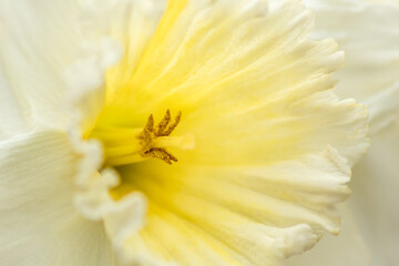 Inside of a Daffodil, Close Up