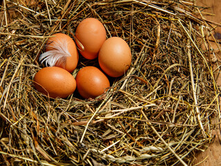 Brown eggs and chicken feather in hay nest