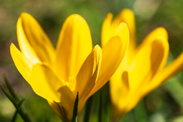 Close up of the first harbingers of spring, a blooming yellow crocus 