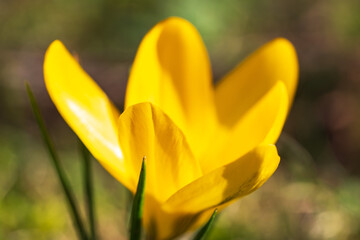 Close up of the first harbingers of spring, a blooming yellow crocus 