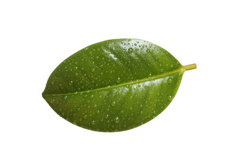 Fototapeta na wymiar Fresh green leaf of Ficus elastica plant isolated on white