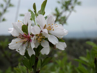 Fiore del mandorlo