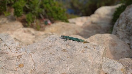  lagartija
