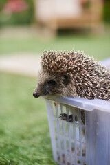 Hedgehog in a white box on a background of green grass © Vyacheslav