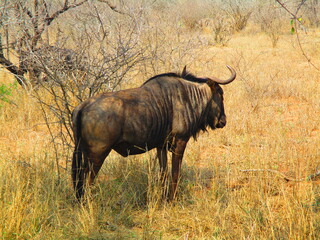 búfalo / buffalo