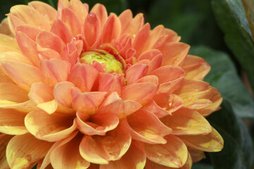 Orange dahlia close up, flower background