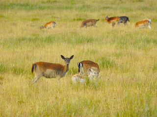 Naklejka na ściany i meble A group of deer in a clearing, one animal is looking at the camera
