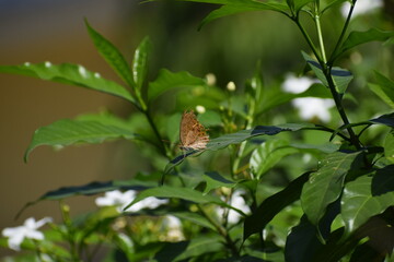 butterfly on a branch