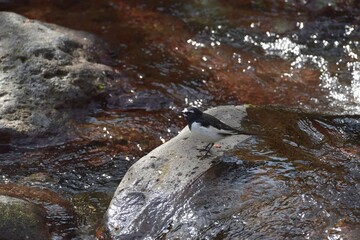 セグロセキレイ