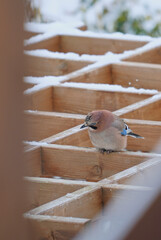 jay sitting on the roof of the gazebo in winter 