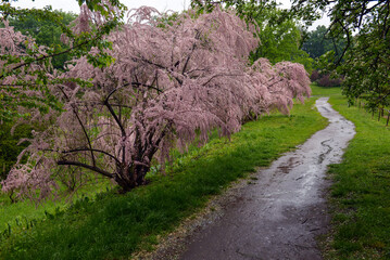 spring rainy day in the park. White flowering trees