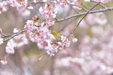 梅