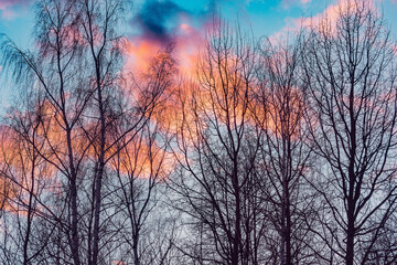 Obraz na płótnie Canvas Tree on colorful sky background at sunset.