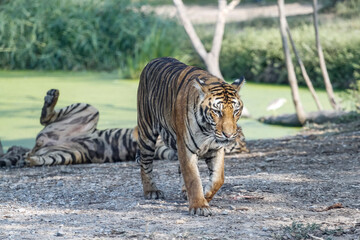 The bengal tiger is walk and rest in garden