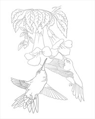 Print two birds coloring page