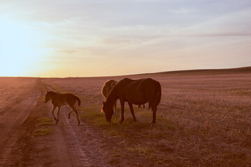 Fototapeta na wymiar Two horses and a colt walk across the steppe towards the sunset.