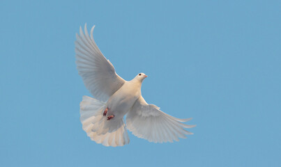 Fototapeta na wymiar white dove spreading wings flies in the blue sky