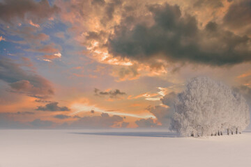 Fototapeta na wymiar Poplar on the fild at winter sunset red fire. The branches of oak the tree are covered with thick white frost.