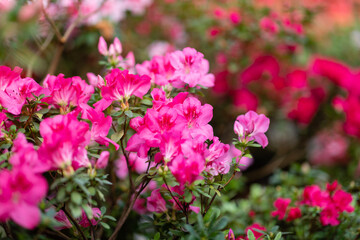 Blooming Azalea Flowering Plants Closeup Photo. Blossoming Decorative Red Buds Flowers And Green Leaves Branches. Seasonal Ornamental Blossom Aromatic Floral Rhododendron Horizontal Photography
