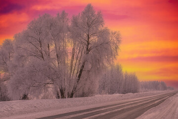 Poplar on the road at winter sunset red fire. The branches of oak the tree are covered with thick white frost.