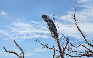 The Short-Billed Black Cockatoo (Calyptorhynchus latirostris), also known as Carnaby's Black...