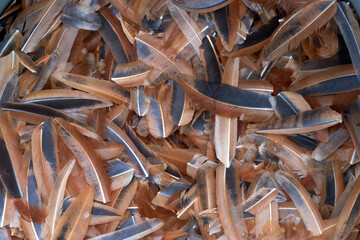 A closeup of brown feathers of a vulture