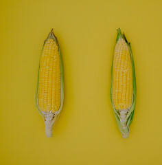 Fresh yellow corn from the fields is placed on the kitchen floor.