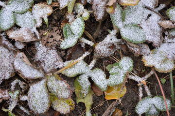 Leaves of green yellow strawberries covered with a small thin layer of the first snow. 