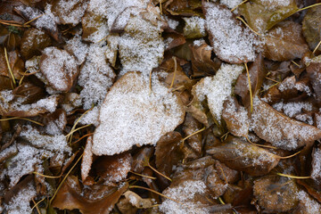 Green yellow leaves fallen from trees and covered with a small thin layer of the first snow. 