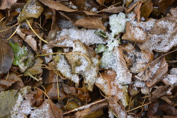 Green yellow leaves fallen from trees and covered with a small thin layer of the first snow. 