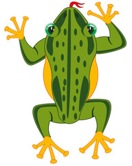 Amphibian frog on white background is insulated