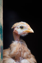 Naked neck chicken on the farm. Little yellow chicken on green grass in a field. Close up naked neck chicken. Cute little chicken.