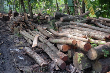 A pile of logs that have a relatively small or young diameter