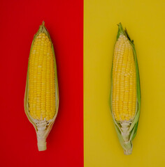 Fresh yellow corn from the fields is placed on the kitchen floor.