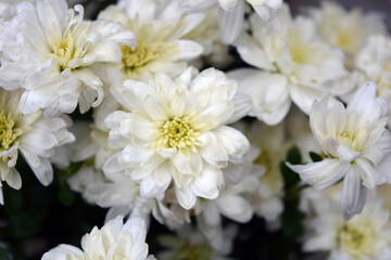 Obraz na płótnie Canvas Bright beautiful autumn white fragrant flowers, white chrysanthemums located in the whole bouquet tight. 
