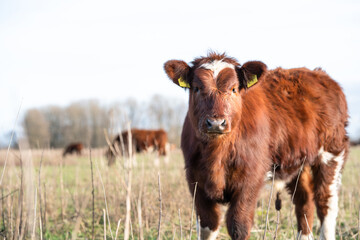 Brown cows in a meadow