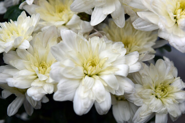 Bright beautiful autumn white fragrant flowers, white chrysanthemums located in the whole bouquet tight. 