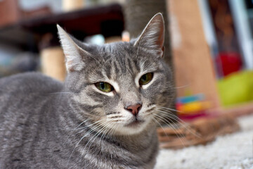 A selective focus closeup of a grey tabby cat lying on the carpet of a playroom